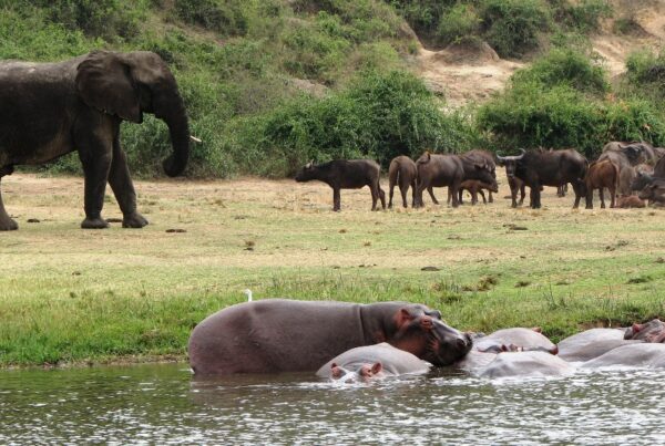 Comparing Queen Elizabeth with Murchison Falls: Which to Choose?