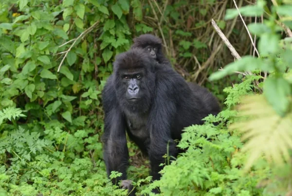 Conservation Efforts in Mgahinga Gorilla National Park