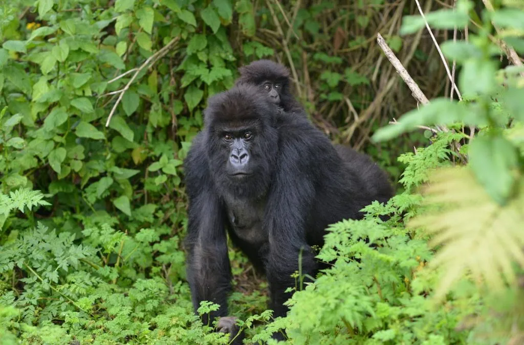 Conservation Efforts in Mgahinga Gorilla National Park