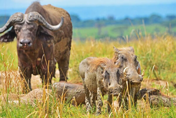in Murchison Falls National Park