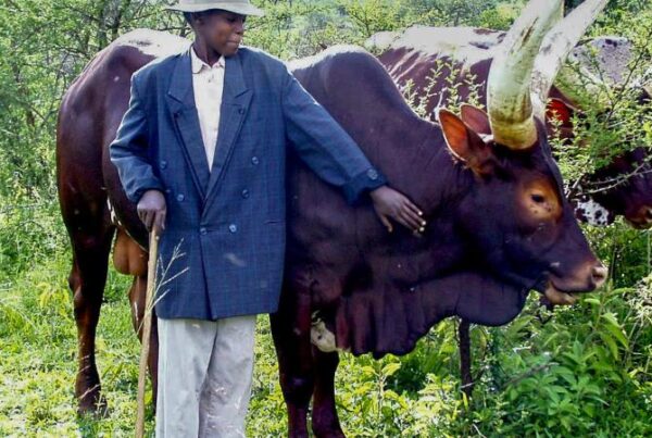 Cultural Encounters with the Banyankole near Lake Mburo Lake Mburo National Park, in western Uganda, is renowned for its scenic landscapes, abundant wildlife, and rich biodiversity. Beyond the natural attractions, the park is surrounded by communities whose traditions and lifestyles have coexisted with the ecosystem for generations. Among these, the Banyankole people stand out for their deep-rooted pastoral culture and their enduring connection to the land and livestock. Cultural encounters with the Banyankole offer travelers a unique opportunity to appreciate the human heritage alongside the park’s natural beauty. The Banyankole People and Their Lifestyle The Banyankole are primarily pastoralists, and cattle rearing forms the backbone of their economy and cultural identity. Cattle are not only a source of sustenance but also a measure of wealth and social status within the community. Visitors to the area are often introduced to traditional practices such as milking, herding, and cattle trading, which continue to be central to daily life. These activities are typically conducted in harmony with the surrounding environment, illustrating how human livelihoods and wildlife conservation can coexist. Traditional Practices and Ceremonies Cultural encounters often include participation in or observation of traditional ceremonies. These may involve singing, dancing, and storytelling, which serve to pass down the history, values, and legends of the Banyankole. Ceremonial gatherings provide insight into social structures, rites of passage, and communal bonds that have been maintained for centuries. Visitors are often encouraged to engage respectfully with these practices, gaining an understanding of the cultural context that shapes life around Lake Mburo. Visits to Local Homesteads Exploring local homesteads offers another layer of cultural immersion. Many households are constructed using traditional methods, incorporating materials sourced from the surrounding environment. Guests are typically guided through the compounds, where they can witness daily routines, cooking methods, and the care of livestock. Interaction with community members allows for personal exchanges, storytelling, and demonstrations of traditional crafts, giving travelers a deeper appreciation for the skills and knowledge that sustain the Banyankole way of life. Integrating Cultural Encounters with Wildlife Experiences Cultural encounters near Lake Mburo are often integrated with wildlife-focused activities, creating a comprehensive understanding of the region. For example, after a morning game drive or a horseback safari, visitors may spend the afternoon engaging with the Banyankole community. This combination highlights the interdependence between the park’s ecosystems and local livelihoods, showing how conservation efforts and cultural preservation can complement one another. Planning and Booking Cultural Experiences To ensure meaningful and respectful cultural encounters, it is advisable to engage with professional tour operators who are familiar with local customs and logistics. Trained guides provide context, facilitate communication, and ensure that interactions are conducted in a manner that benefits both visitors and the community. Cyro Tours & Travel offers curated itineraries that combine wildlife safaris with visits to Banyankole homesteads, cultural demonstrations, and interactive experiences. By booking through Cyro Tours & Travel, travelers can enjoy a seamless journey that balances exploration of nature with authentic cultural engagement. Cultural encounters with the Banyankole near Lake Mburo National Park provide a rare opportunity to witness a pastoral lifestyle that has been maintained for generations. From observing traditional cattle herding practices to participating in ceremonies and daily activities, these experiences enrich the understanding of the region and its people. For travelers seeking a holistic adventure that combines wildlife, scenery, and cultural heritage, Cyro Tours & Travel ensures that every aspect of the journey is expertly organized, allowing visitors to fully immerse themselves in the rich tapestry of life surrounding Lake Mburo.