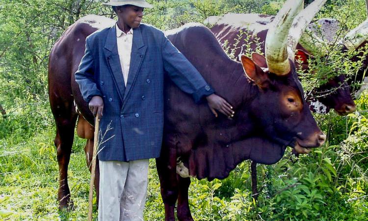 Cultural Encounters with the Banyankole near Lake Mburo