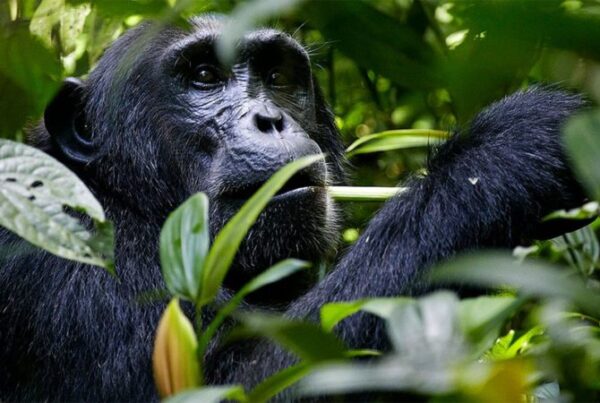 Efforts in Kibale National Park