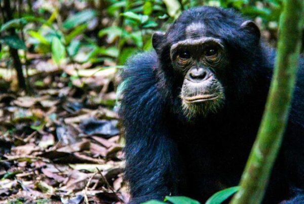 Family-Friendly Chimp Tracking