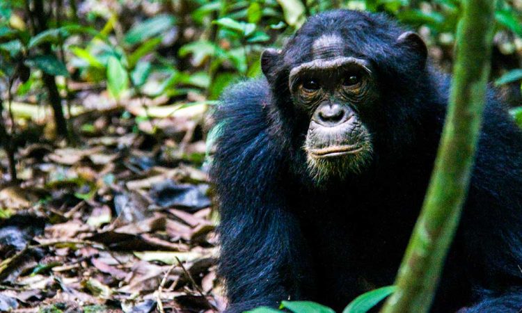 Family-Friendly Chimp Tracking Safaris in Kibale