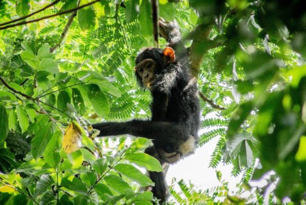 Flora and Fauna of Kibale Forest