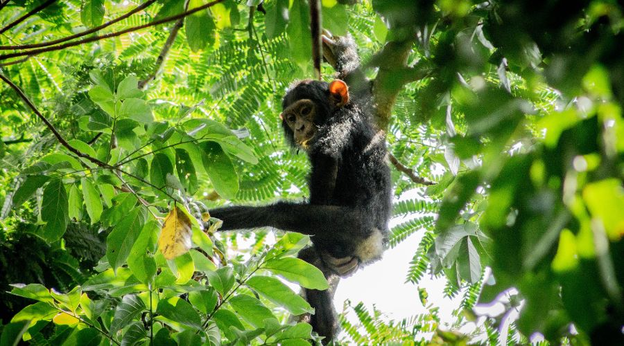 Flora and Fauna of Kibale Forest Explained