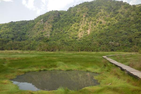 Flora and Fauna of Semuliki