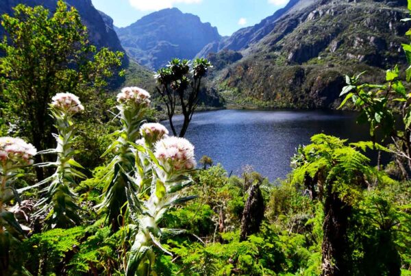 Flora of the Rwenzori