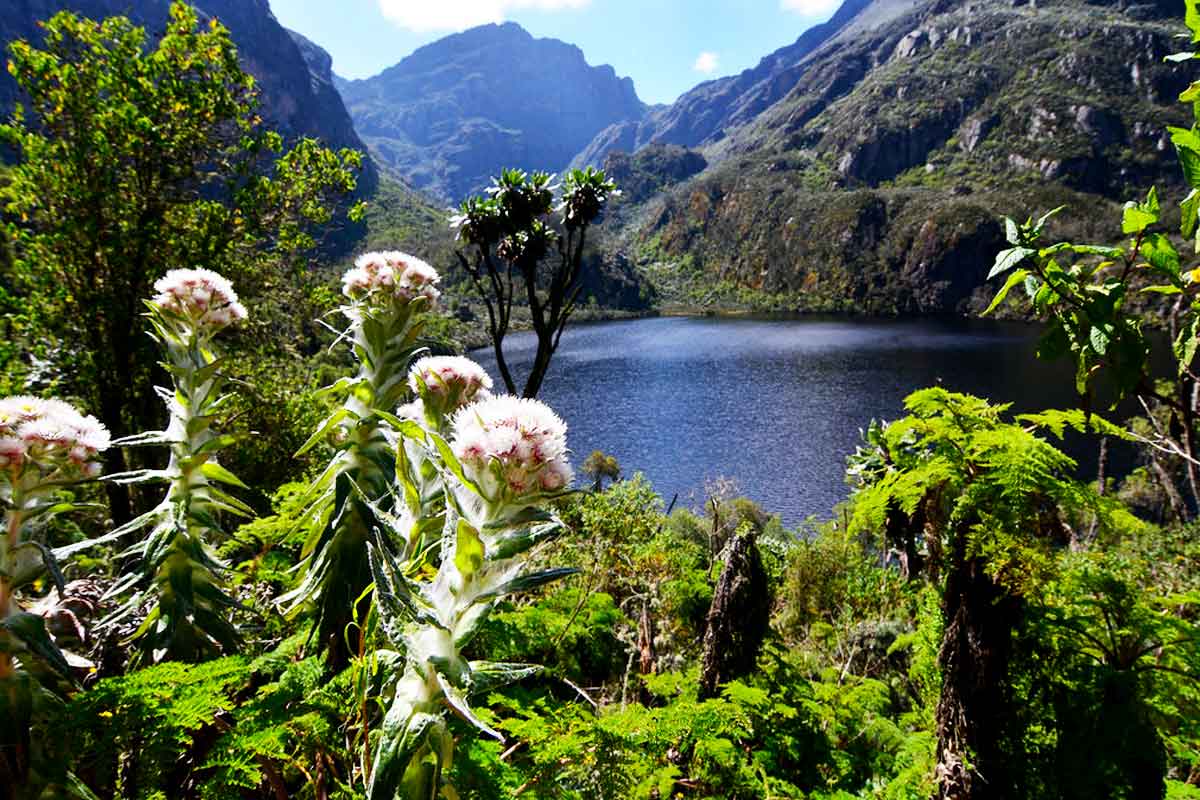 Flora of the Rwenzori: The Legendary Giant Lobelias and Groundsels