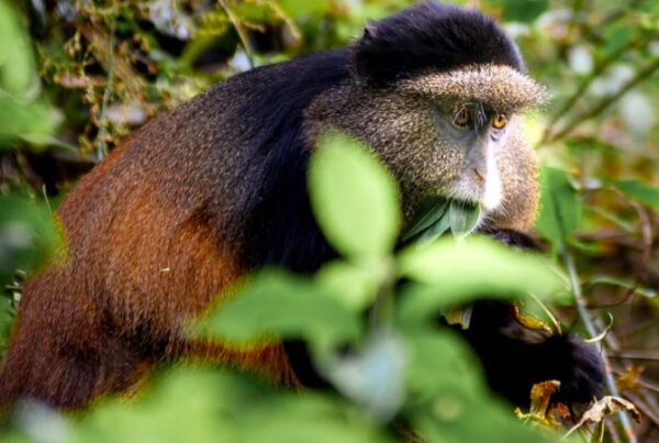 Golden Monkey Tracking in Mgahinga