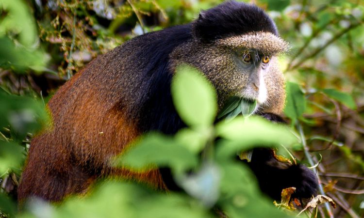 Golden Monkey Tracking in Mgahinga Gorilla National Park