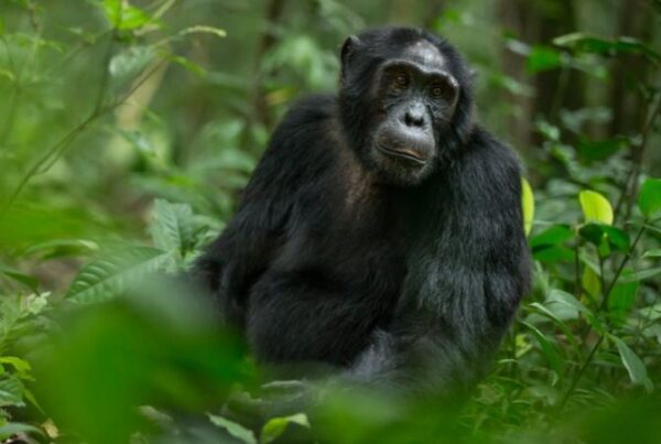 Combine Kibale with Queen Elizabeth