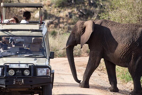 How to Combine Queen Elizabeth with Gorilla Trekking Safaris