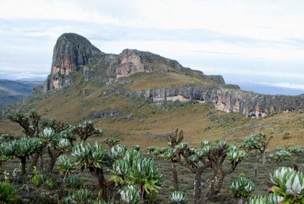 How to Get to Mount Elgon National