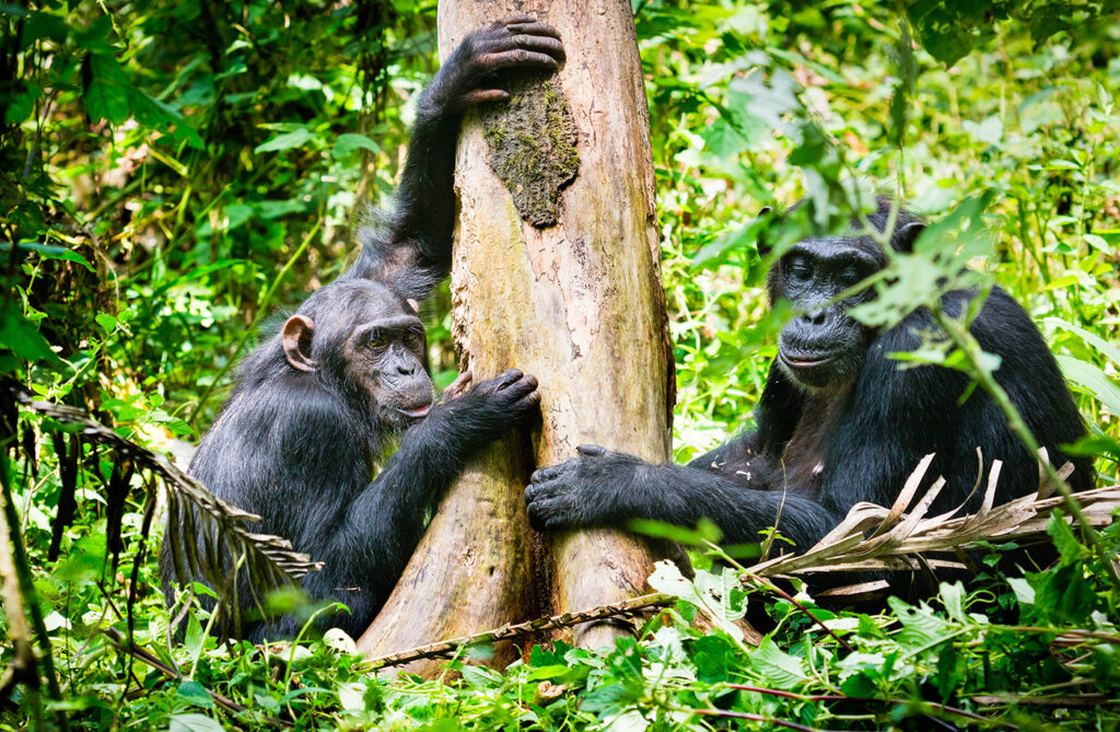 Kibale National Park Safari