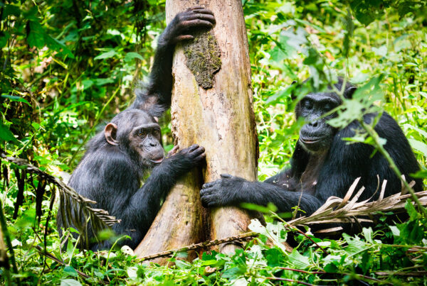 Kibale National Park Safari