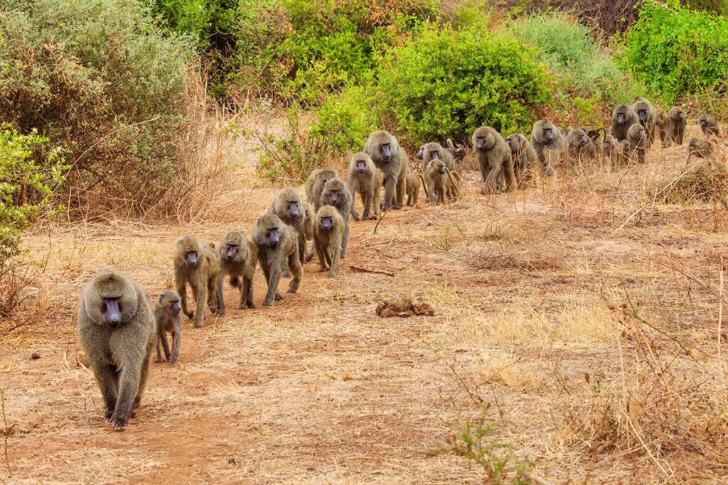 Lake Mburo vs Queen Elizabeth