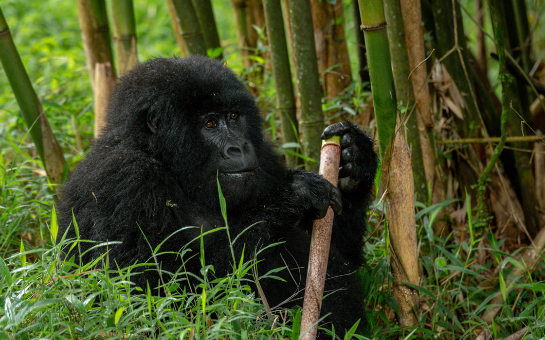 Mgahinga vs Bwindi: Which is Better for Gorilla Trekking?