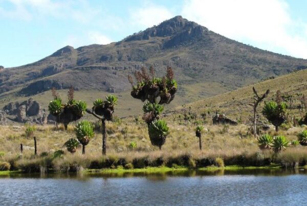 Mount Elgon vs Rwenzori