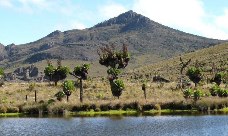 Mount Elgon vs Rwenzori: Which Trekking Adventure to Choose?