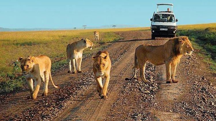 Murchison Falls National Park Safari Itinerary Ideas