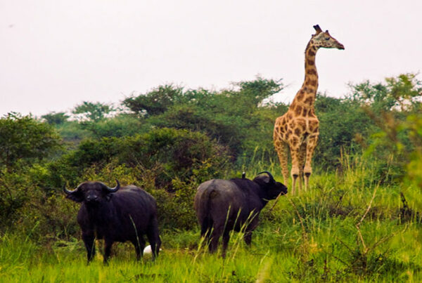 Murchison Falls vs Kidepo Valley