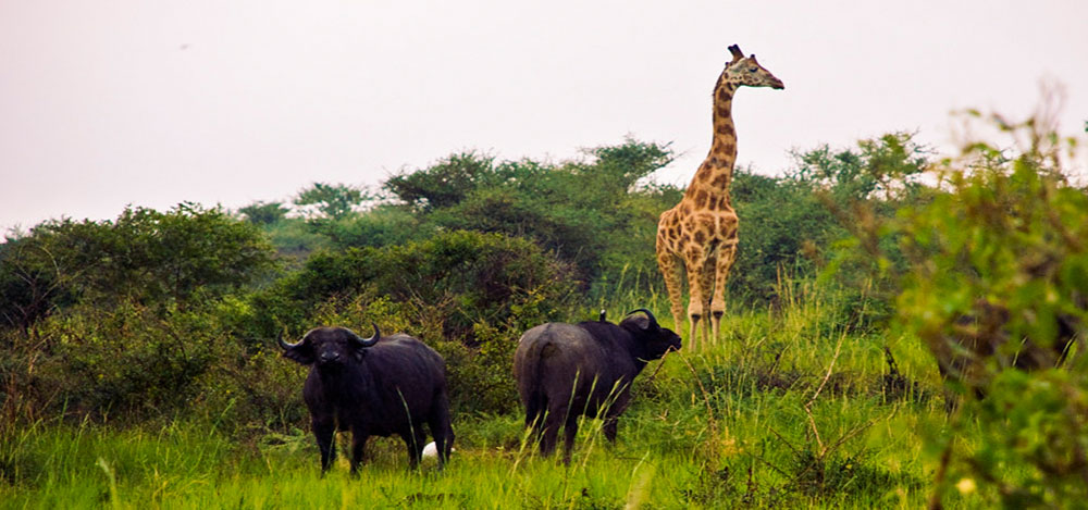 Murchison Falls vs Kidepo Valley: Which Safari is Right for You?