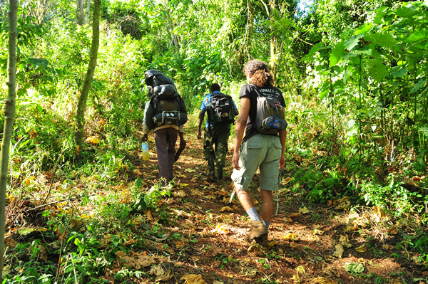 Night Walks in Kibale Forest
