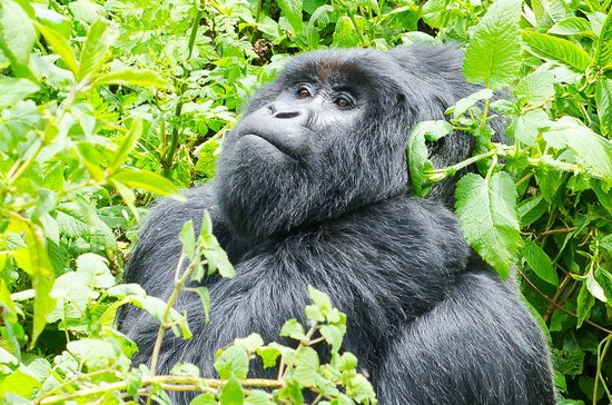Packing List for Mgahinga Gorilla Trekking