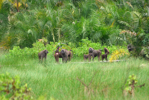 Primate Tracking in Semuliki