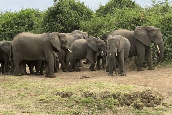 Queen Elizabeth National Park for First-Time Safari Goers