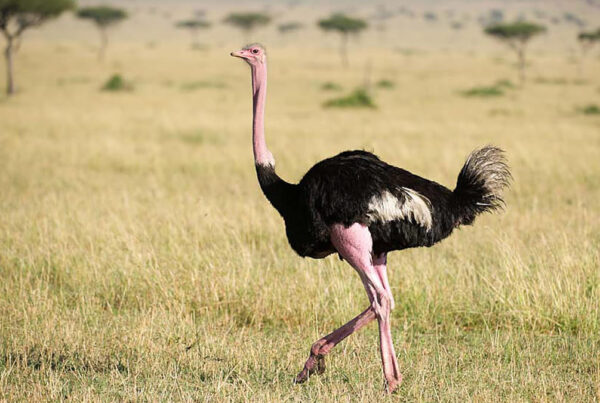 Animal Species Found in Kidepo