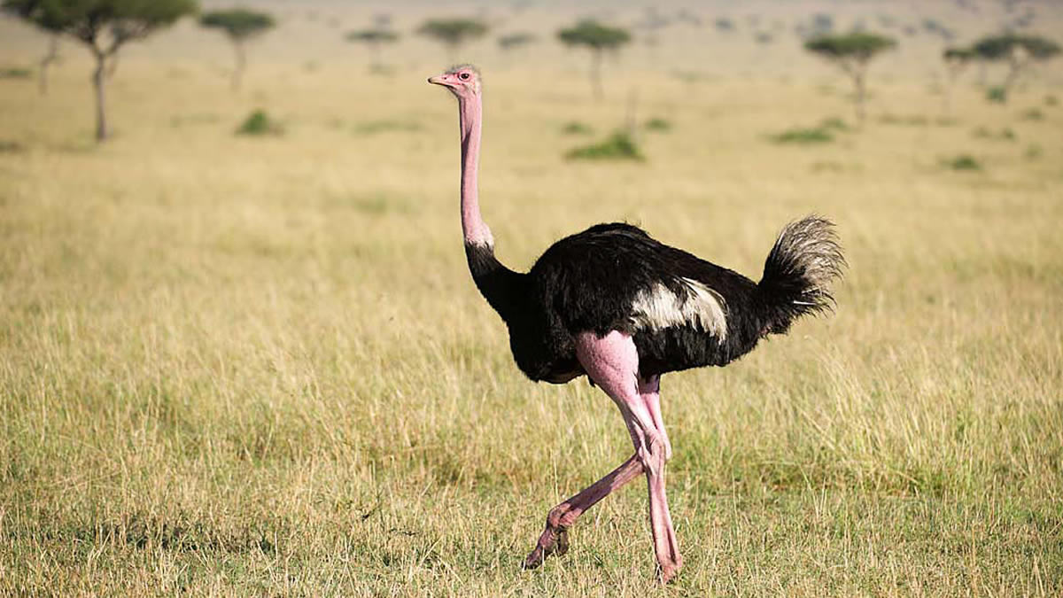 Rare Animal Species Found in Kidepo Valley National Park