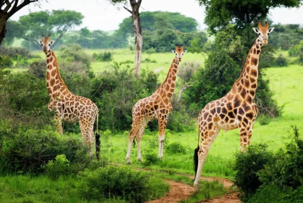 Safari Guide to Lake Mburo