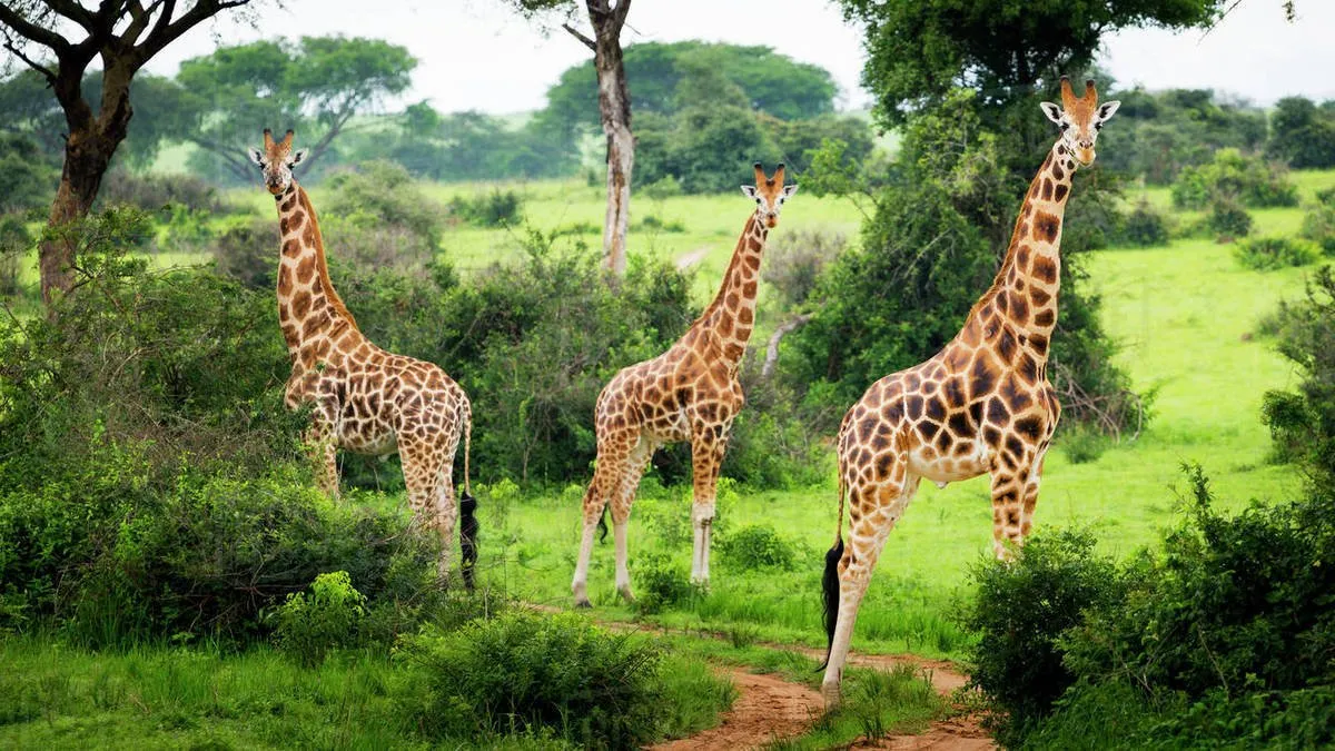 Safari Guide to Lake Mburo National Park in Uganda