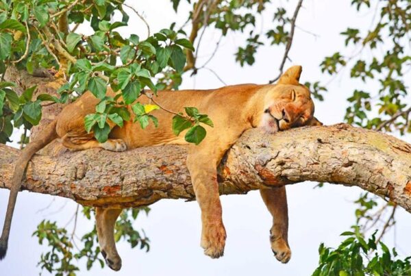 The Ishasha Sector: A Hidden Gem in Queen Elizabeth