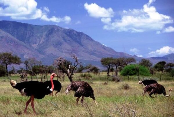 The Narus and Kidepo Valleys