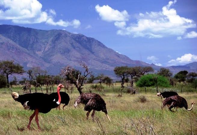 The Narus and Kidepo Valleys: Safari Highlights Explained