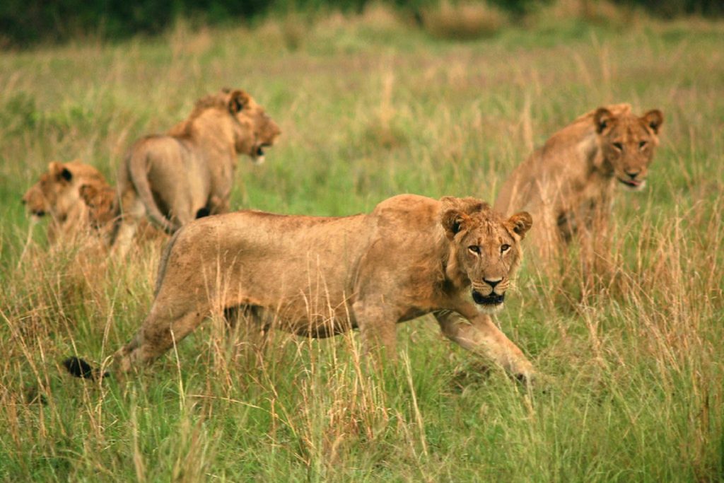 Top 10 Animals to See in Queen Elizabeth National Park
