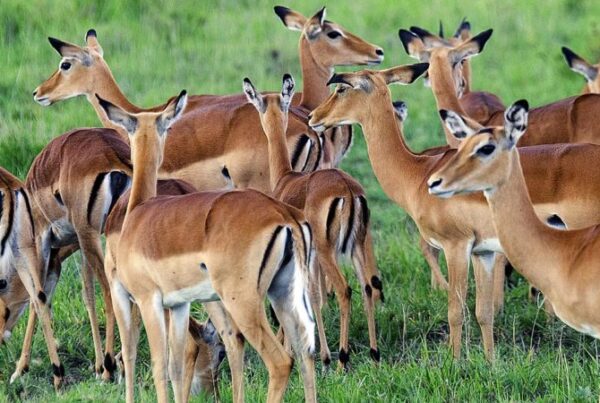 Animals to Spot in Lake Mburo