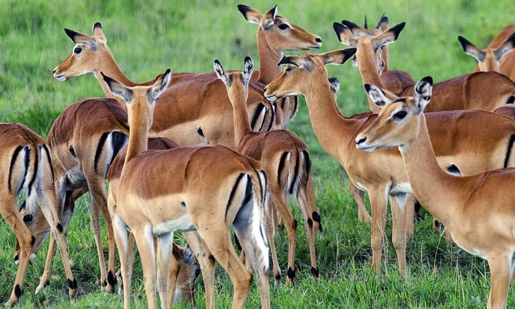 Top Animals to Spot in Lake Mburo National Park