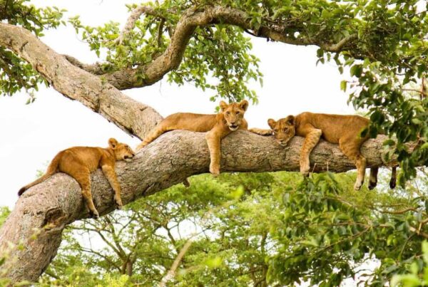 Tree-Climbing Lions of Ishasha
