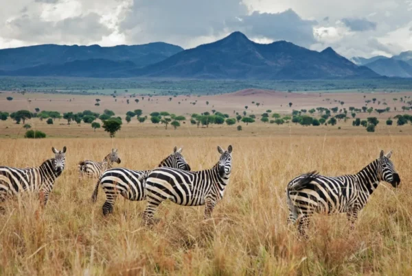 Kidepo Valley National Park