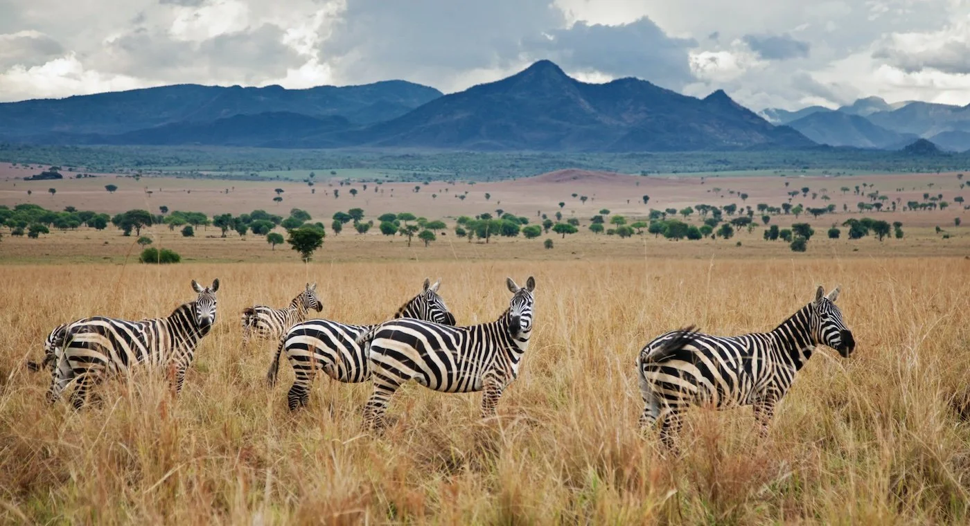 Why Kidepo Valley National Park is Uganda’s Hidden Safari Gem