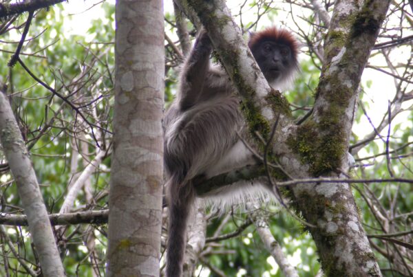 Wildlife Beyond Chimpanzees in Kibale