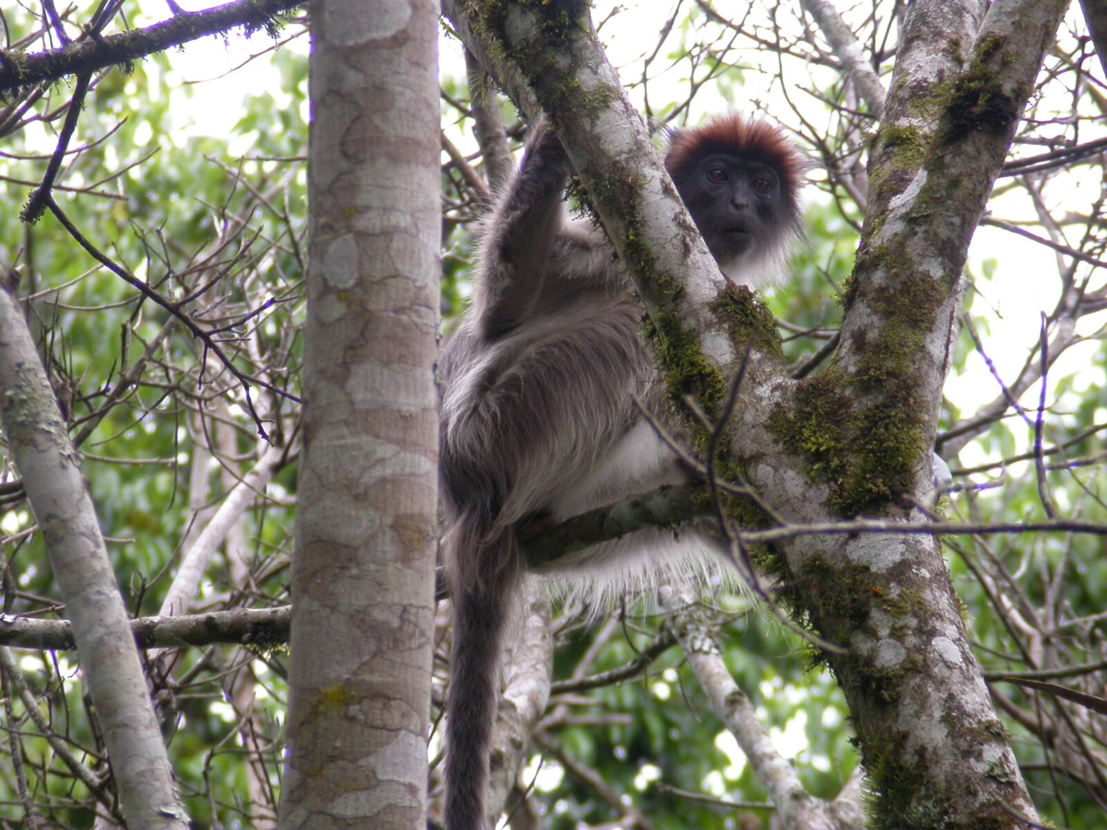 Wildlife Beyond Chimpanzees in Kibale Forest