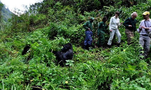 Wildlife Encounters in Mgahinga