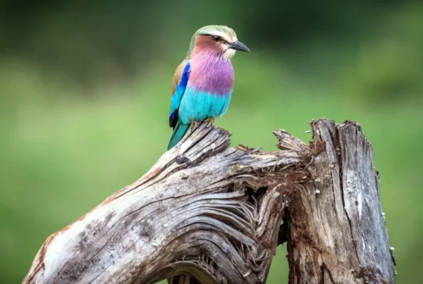 Wildlife and Birding in Mount Elgon