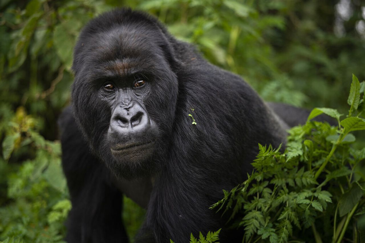 Bwindi National Park